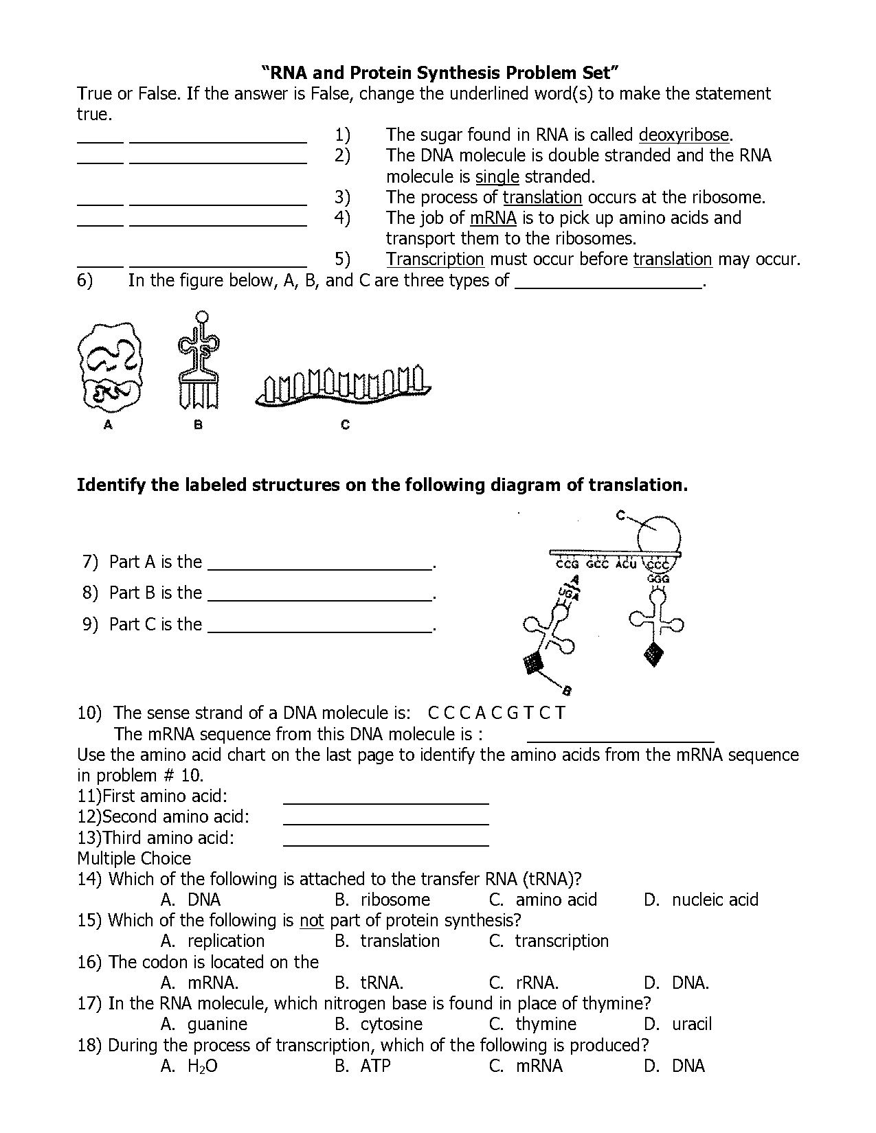 quizlet translation and transcription